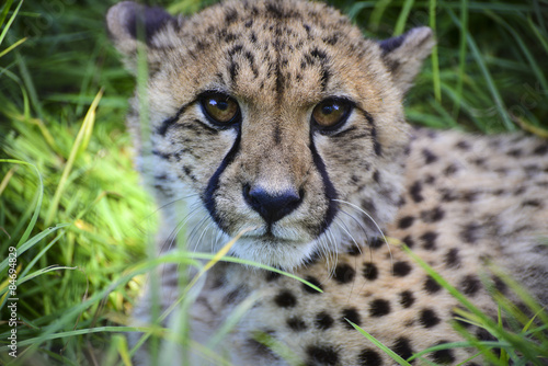 Gepard in Wildnis