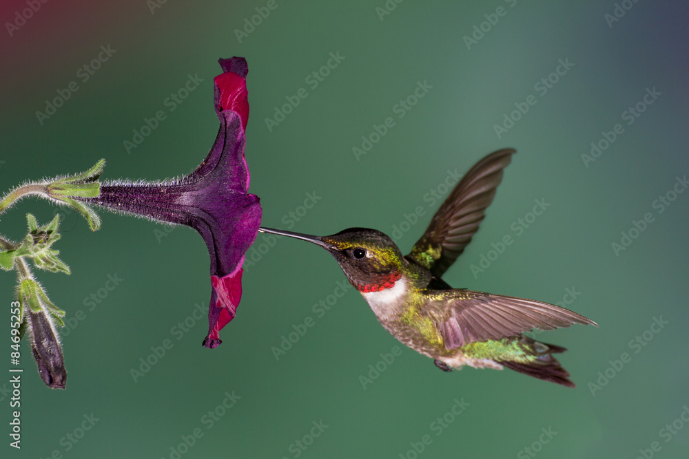 Obraz premium Koliberek rubinowy