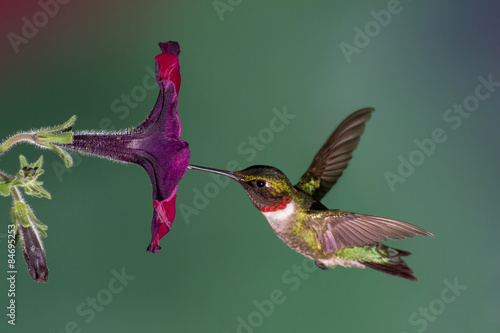 Ruby-throated Hummingbird