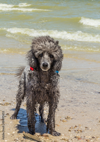 Silvery small poodle on a beach © HaiGala
