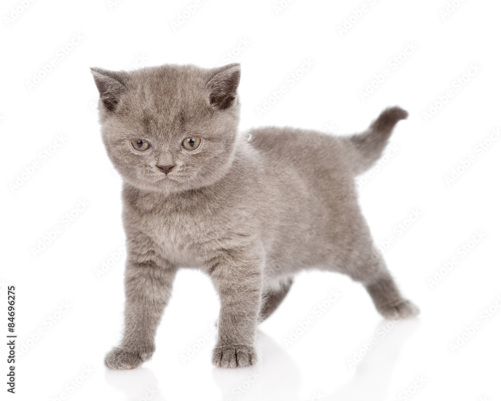 little british shorthair kitten looking at camera. isolated on w