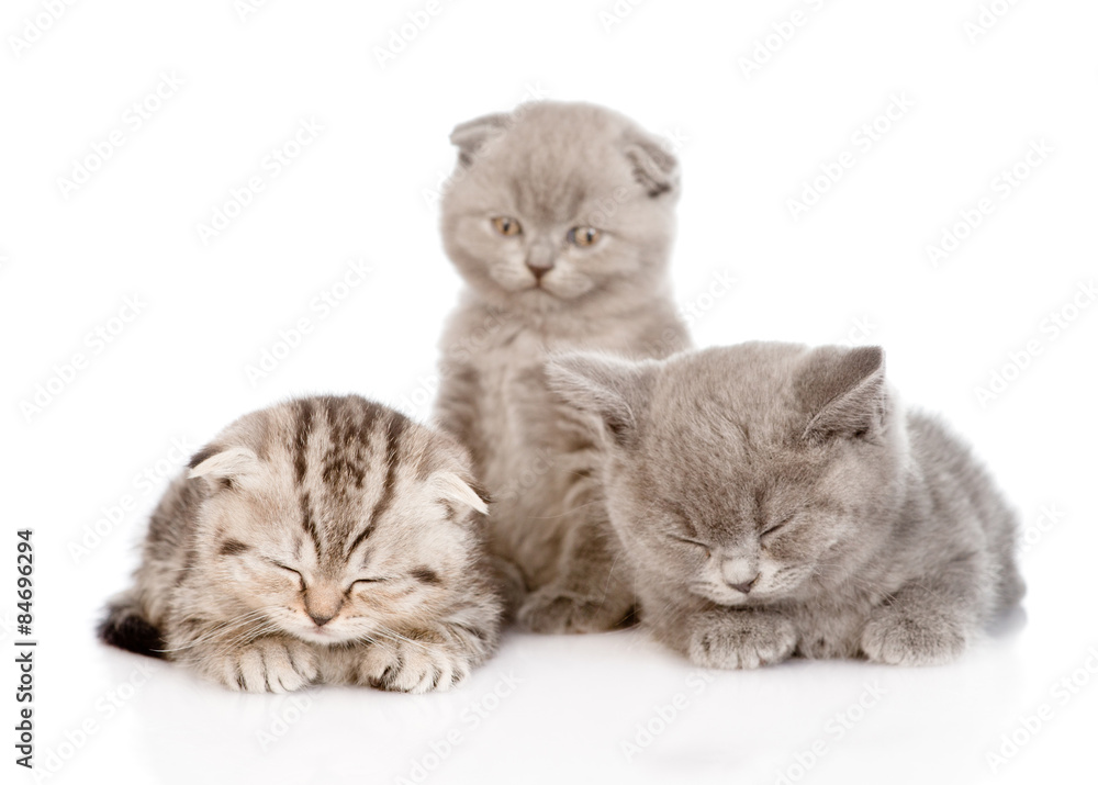 group of sleepy baby kittens. isolated on white background