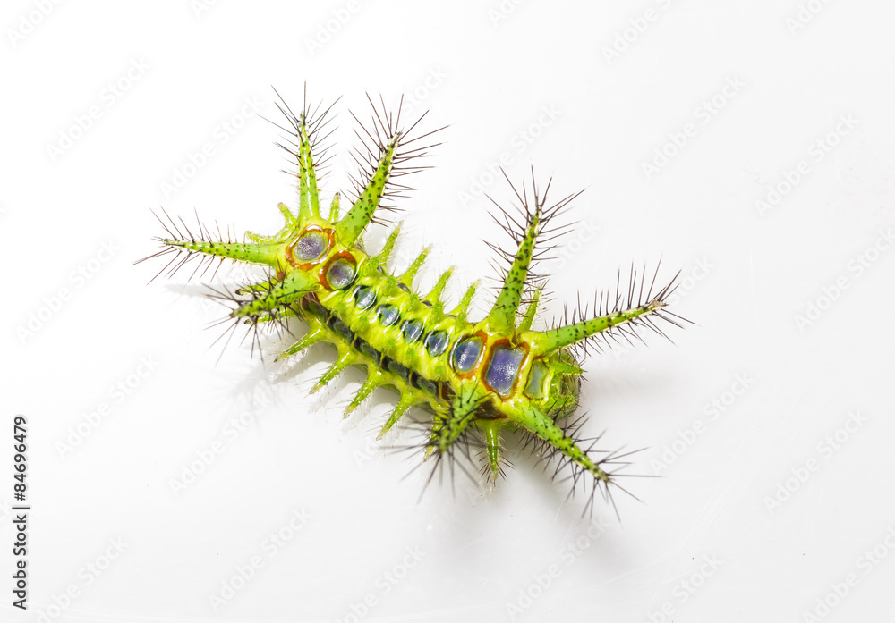 Top view of Stinging nettle slug caterpillar moth Stock Photo | Adobe Stock