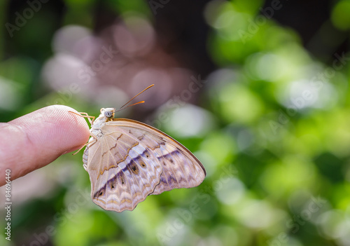 Common yeoman butterfly hanging on finger photo