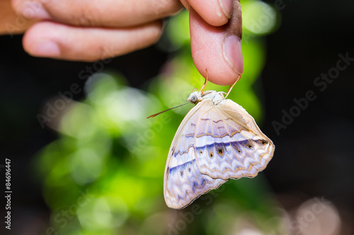 Common yeoman butterfly hanging on finger photo