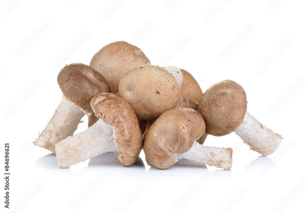 shiitake on white background shiitake on white background