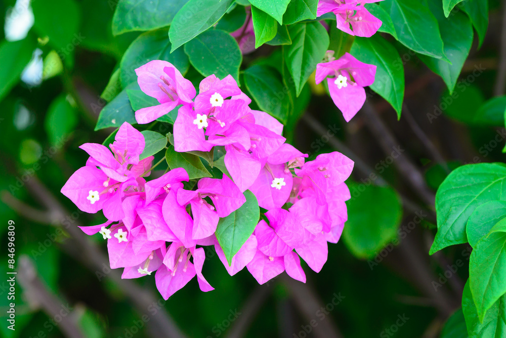 bougainvillea flowers pink and green branch garden bougainvillea flowers pink and green branch garden