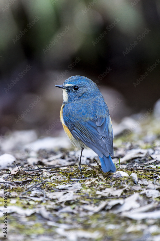 Naklejka premium ルリビタキ（オス）