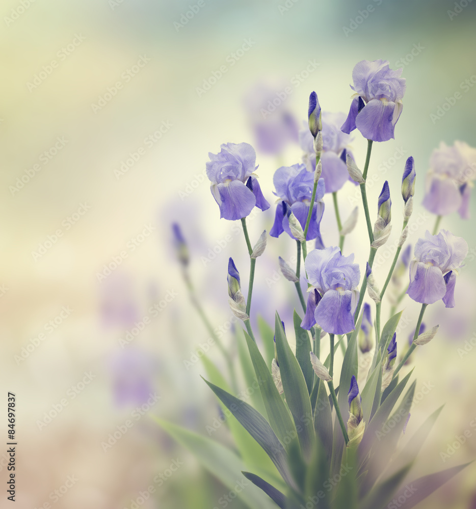 Iris Flowers - obrazy, fototapety, plakaty 