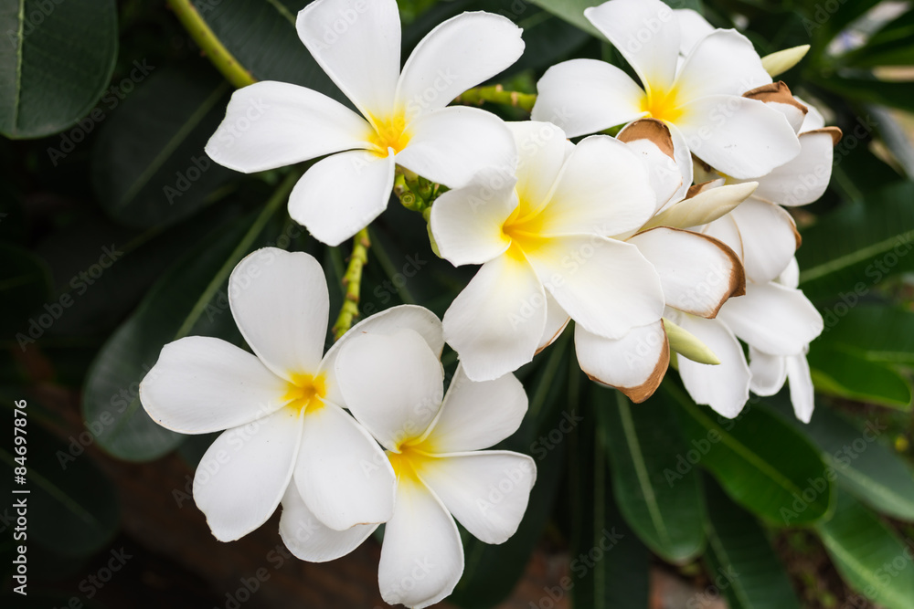 white plumeria on the plumeria tree white plumeria on the plumeria tree