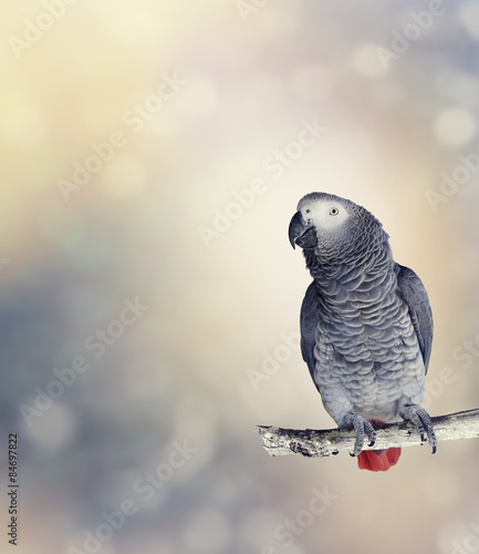 Fototapeta African Grey Parrot