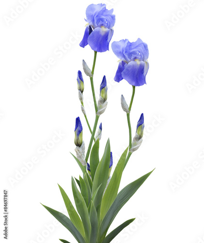 Fototapeta Naklejka Na Ścianę i Meble -  Iris Flowers