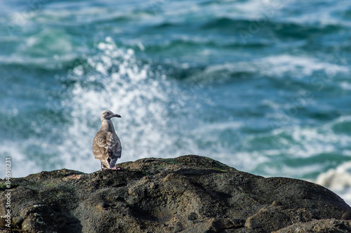 Immature sea gull watching the water