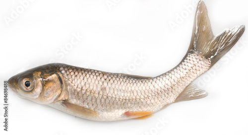 small fresh fish on a white background