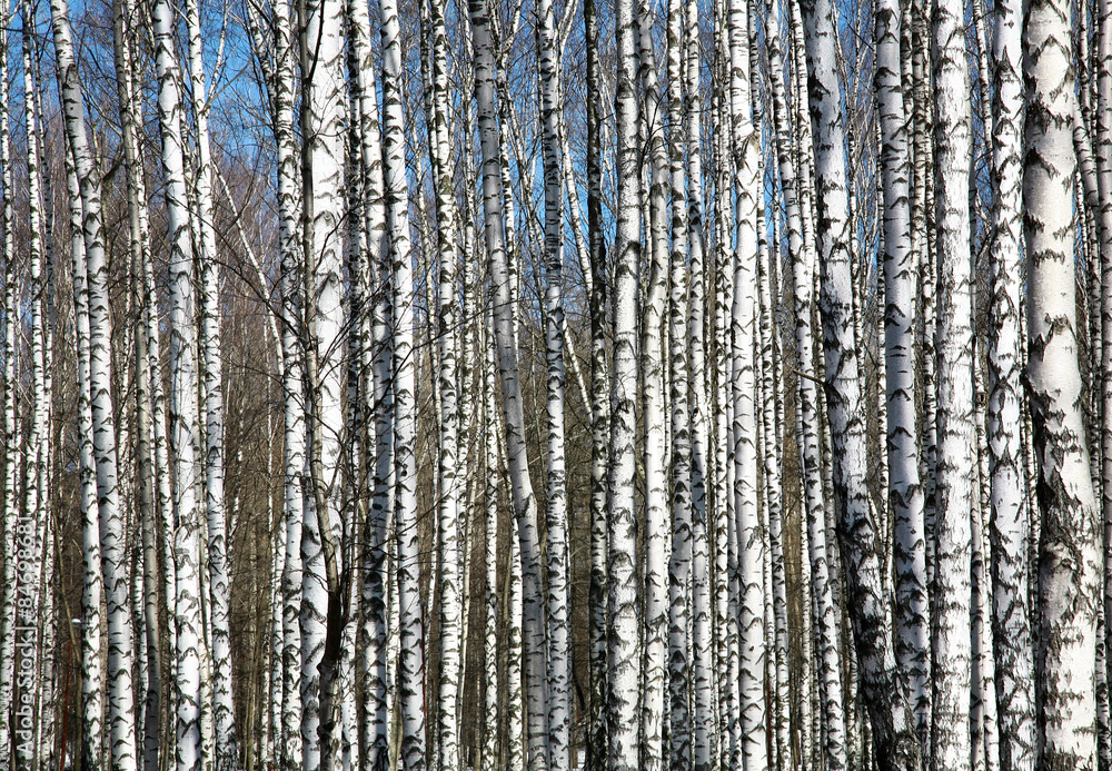 Spring birches on blue sky