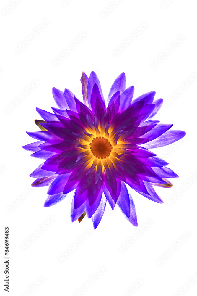 Purple water lily on white background