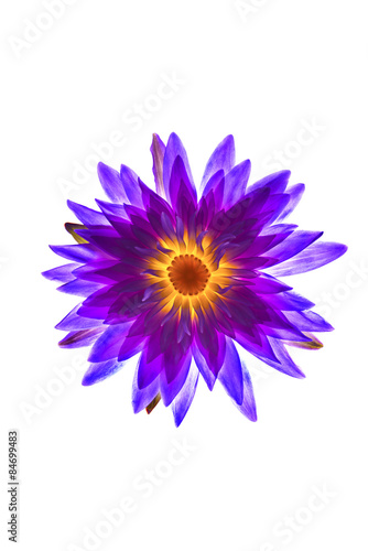 Purple water lily on white background