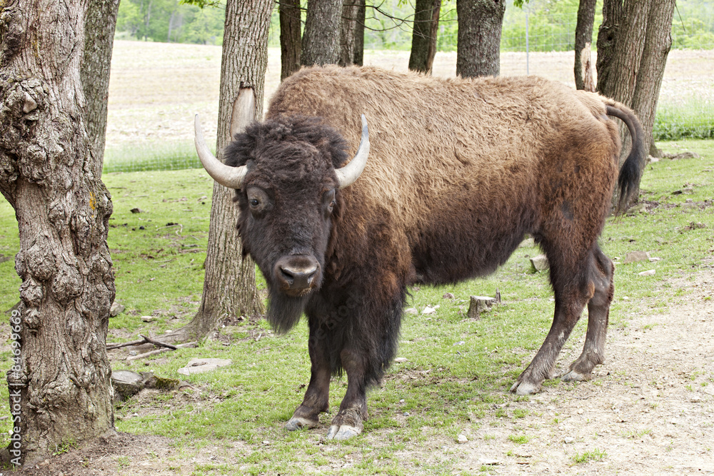 American Bison American Bison