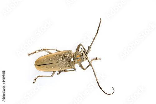 Long-horn beetles © JJIMAGE