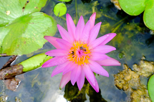 waterlily or lotus flower in pond