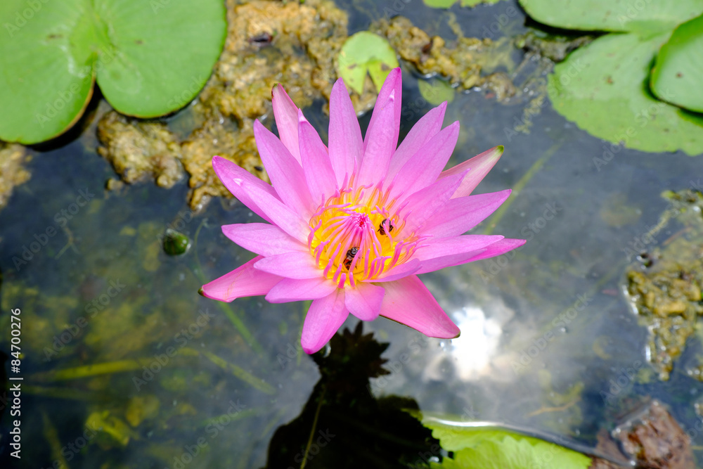 waterlily or lotus flower in pond waterlily or lotus flower in pond