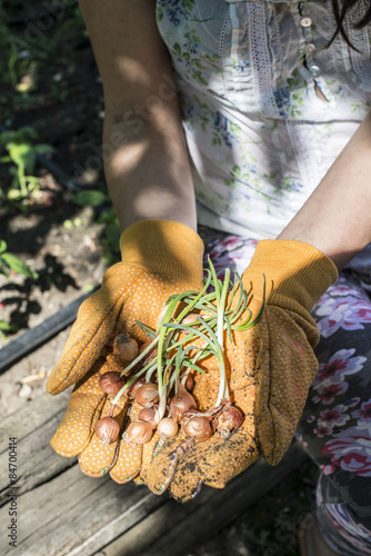 Hands hold plant bulbs in a garden