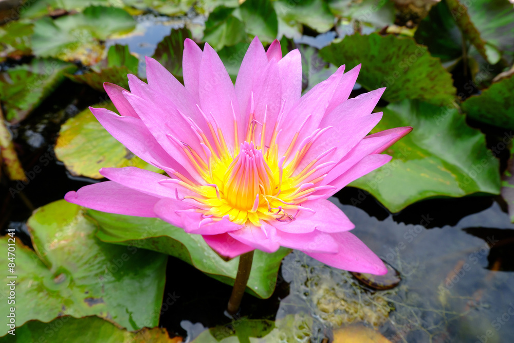 waterlily or lotus flower in pond waterlily or lotus flower in pond