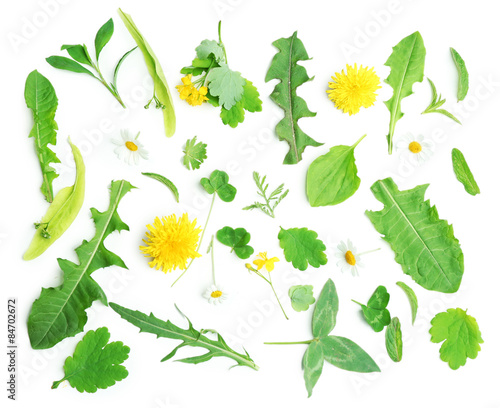 Fototapeta Naklejka Na Ścianę i Meble -  Various medicinal plants, isolated on white
