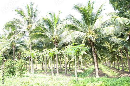 Field of coconut trees in thailand