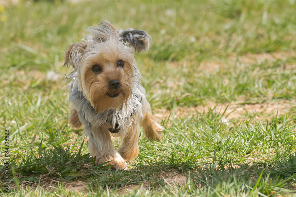 Happy Yorkshire terrier running. Happy Yorkshire terrier running.