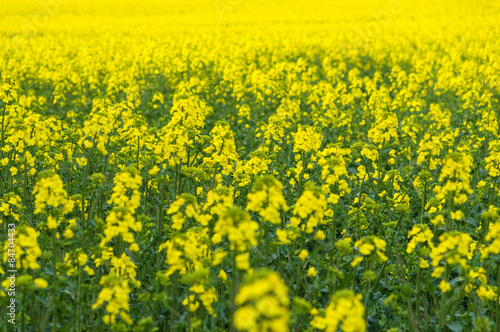 Natural springtime oilseed rape field closeup © alexpolo