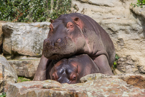 Hippo resting on another hippo © michaklootwijk