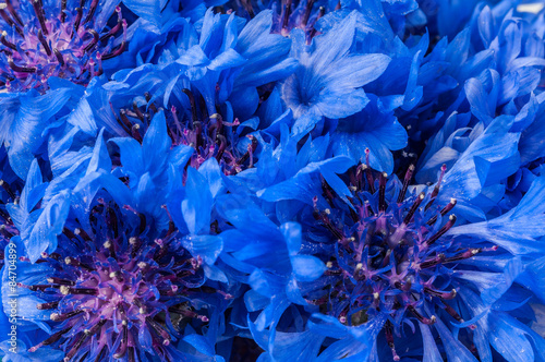 background cornflower flowers