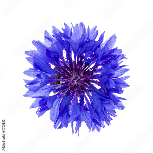 Blue cornflower flower © Tania Zbrodko
