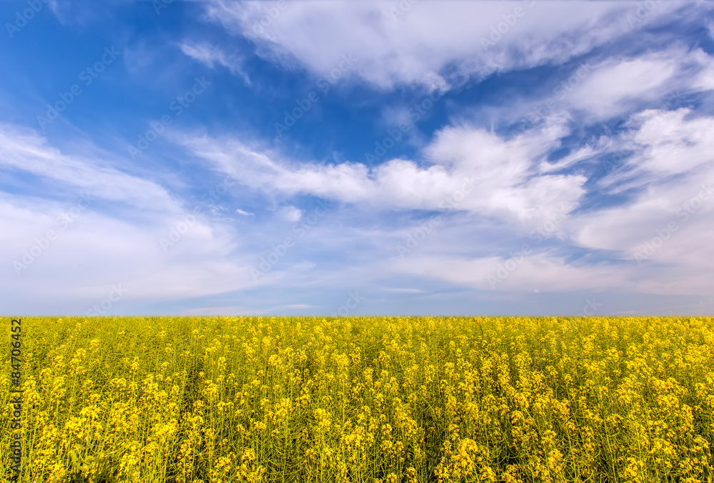Fototapeta premium Field landscape