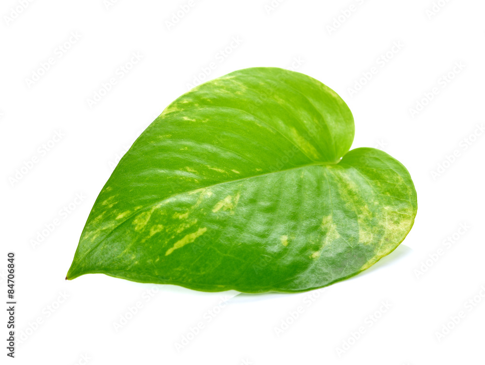 Fototapeta premium Pothos leaf isolated on white background