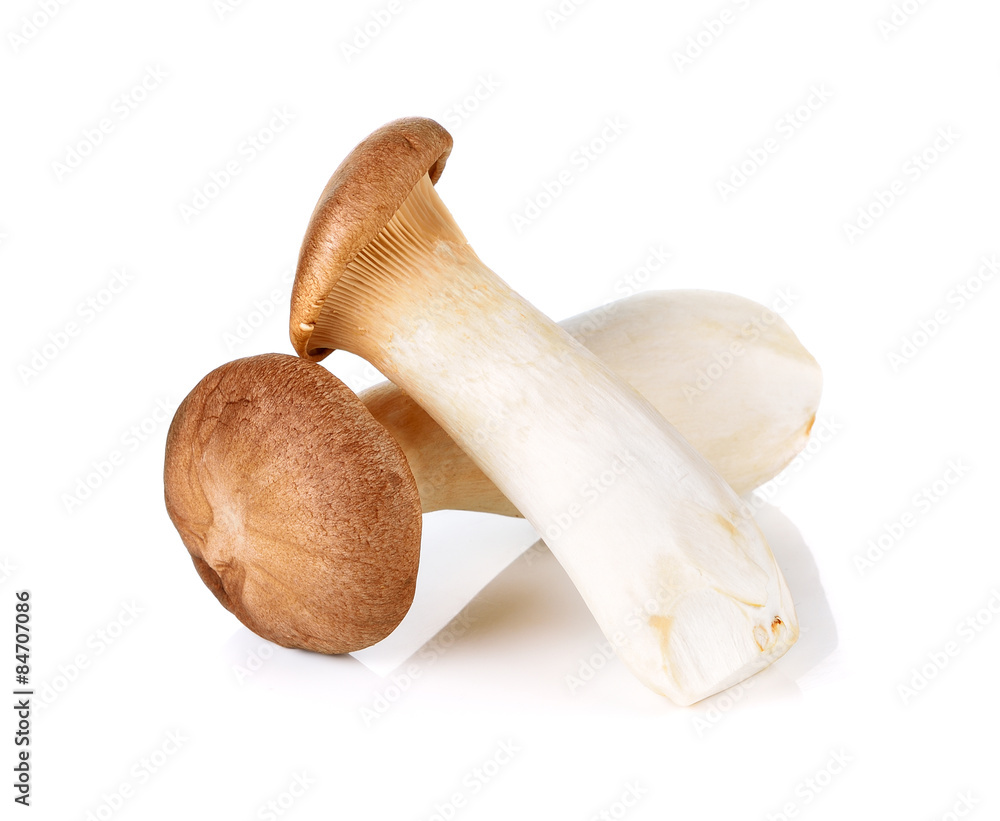 king oyster mushroom on white Background king oyster mushroom on white Background