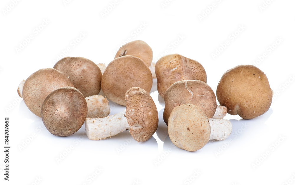 shiitake on white background shiitake on white background