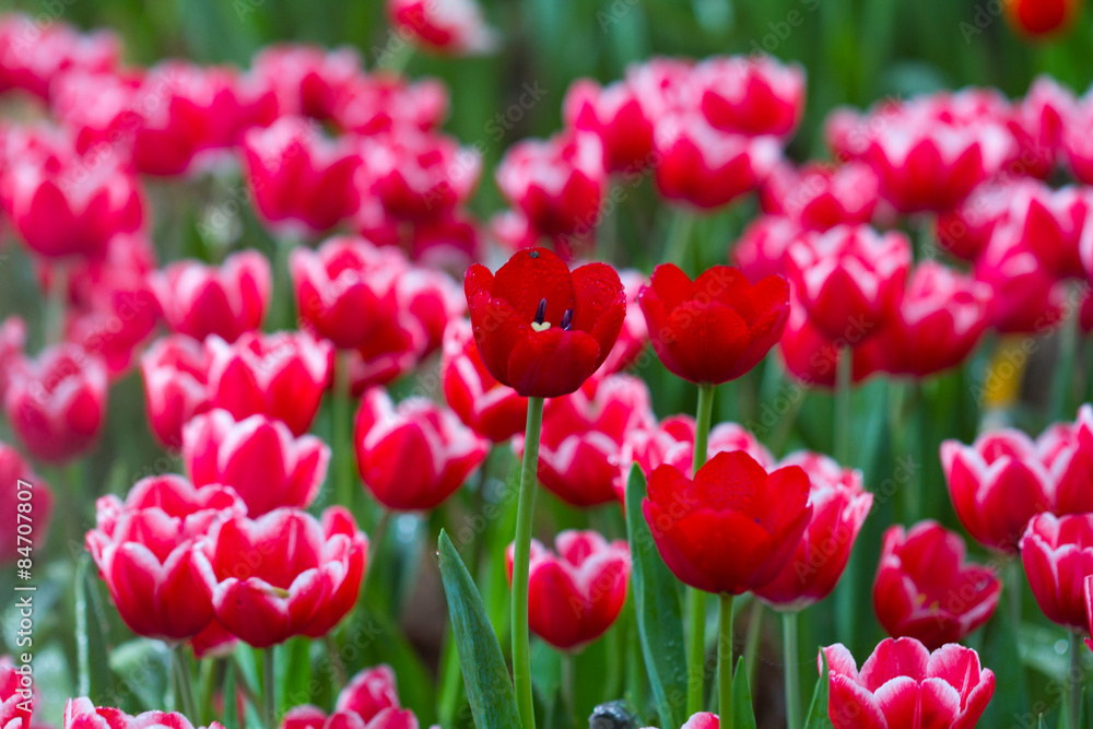 Beautiful background of flowers big begonias Beautiful background of flowers big begonias