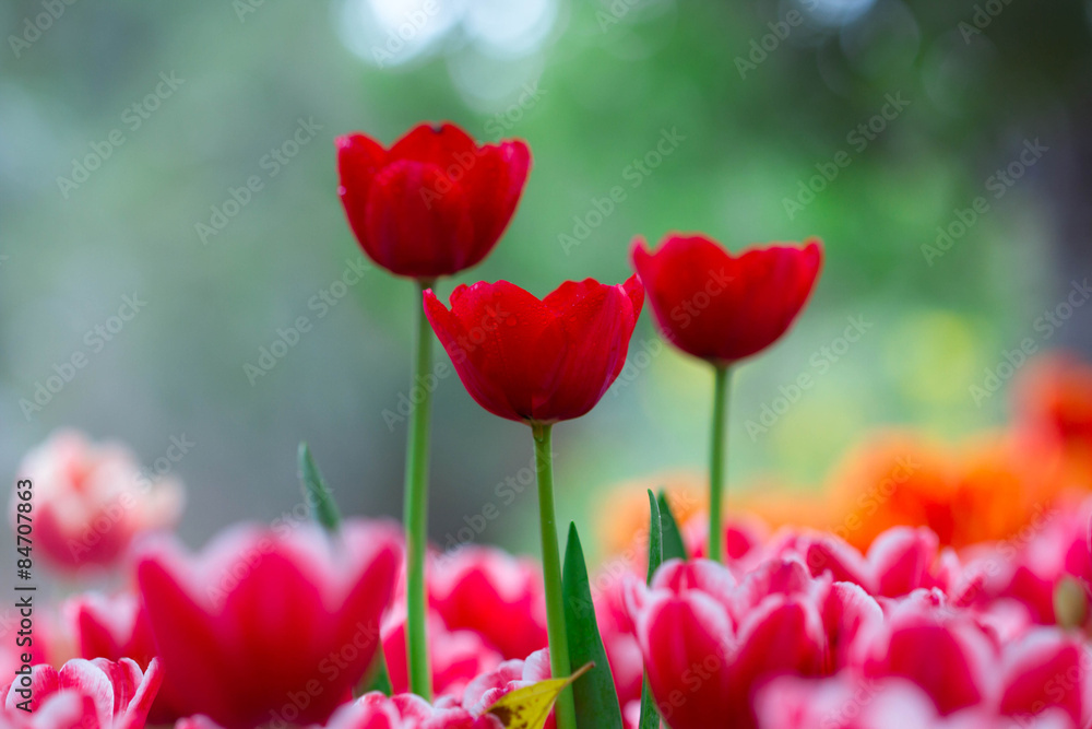 Obraz premium Red Tulip flowers foggy sprayed in the morning.