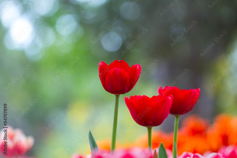 Obraz premium Tulips with bokeh background
