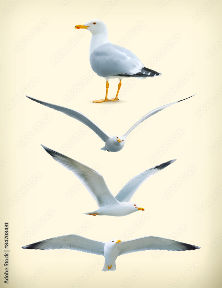 Obraz premium Sea gulls vector icon set