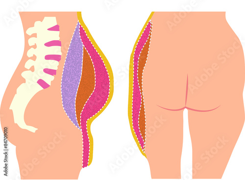 セルライト 皮下脂肪 妊娠脂肪 内臓脂肪 お腹の正面・断面図