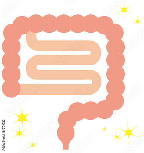 大腸 小腸 断面図イラスト Stock イラスト Adobe Stock 大腸 小腸 断面図イラスト Stock イラスト Adobe Stock