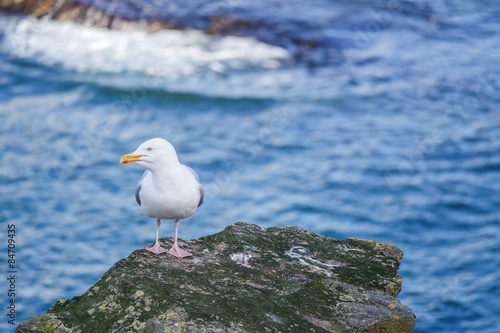 Herring sea gull