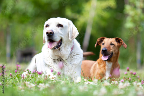 Fototapeta Naklejka Na Ścianę i Meble -  Spielgefährten