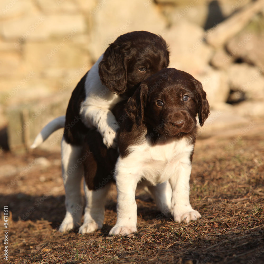 Puppies of Small Munsterlander playing together