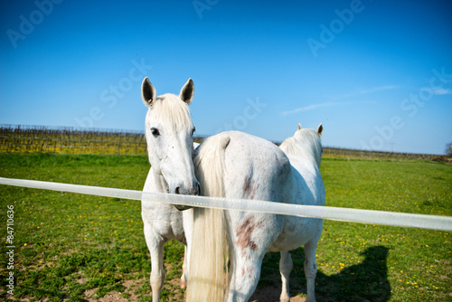 Two grey horses in a sunny paddock