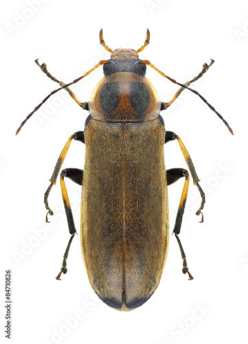Beetle Osphya bipunctata © als