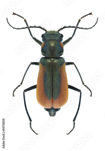 Beetle Malachius aeneus